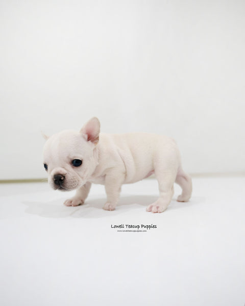 Mini French bulldog Female [Bay]