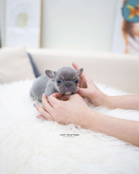 MIni French bulldog Male [Gary]