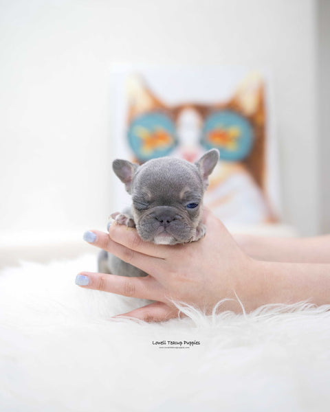 MIni French bulldog Male [Gary]