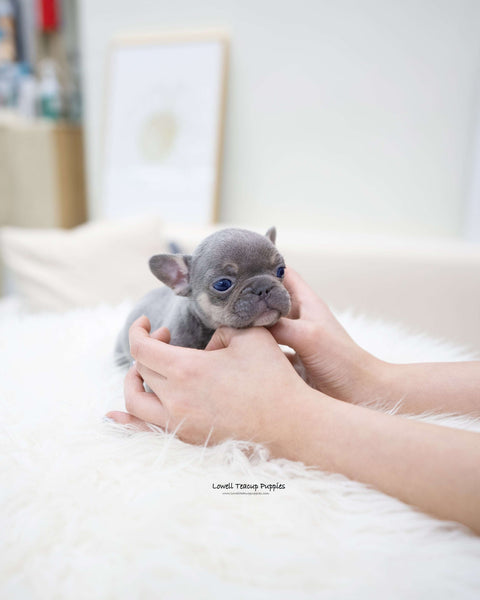 MIni French bulldog Male [Gary]