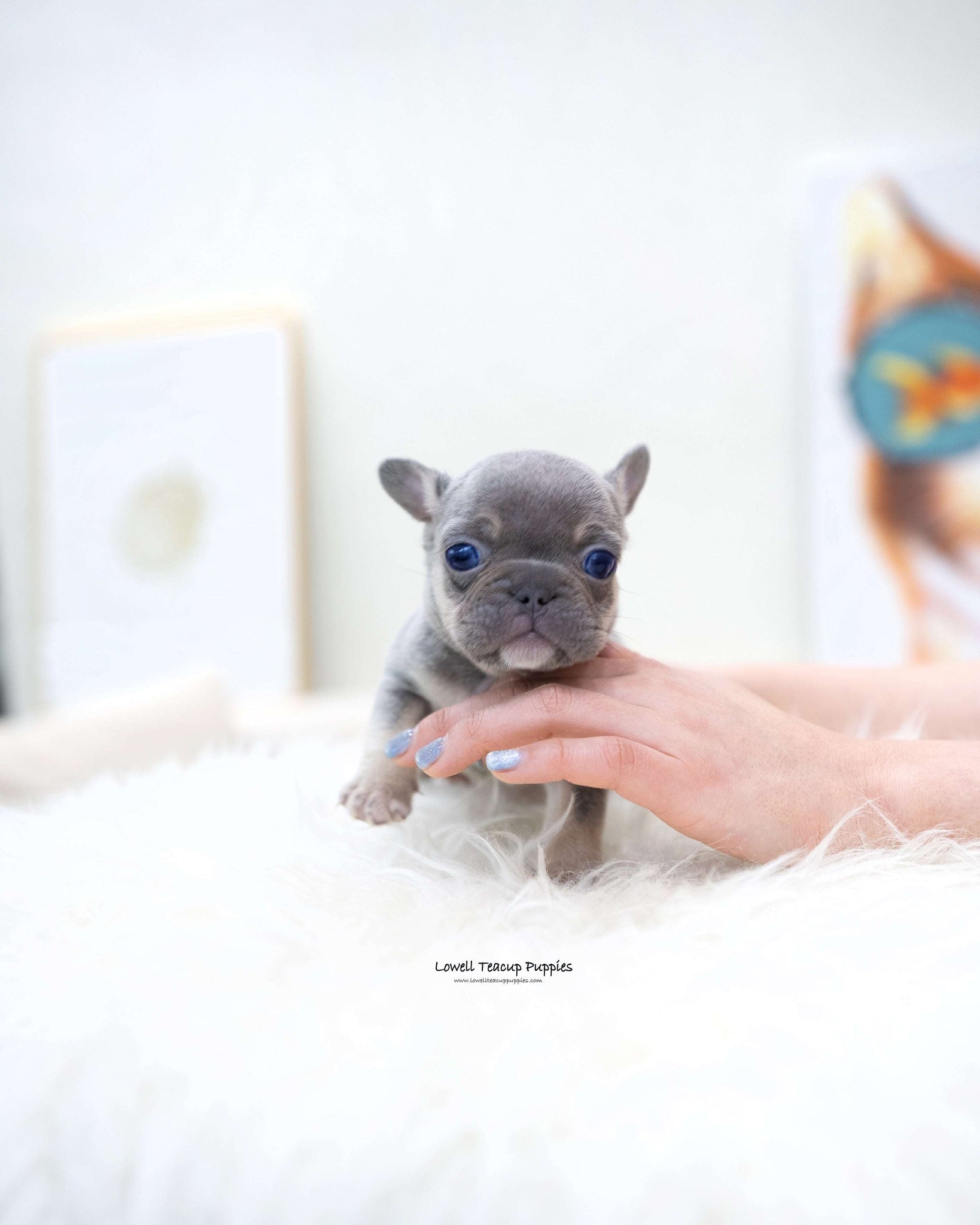 MIni French bulldog Male [Gary]