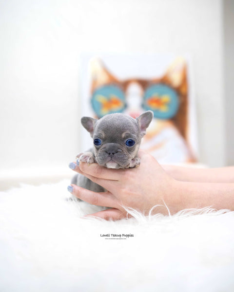 MIni French bulldog Male [Gary]