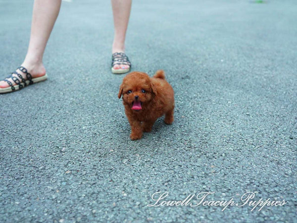 Teacup Poodle Male [Teddy] - Lowell Teacup Puppies inc