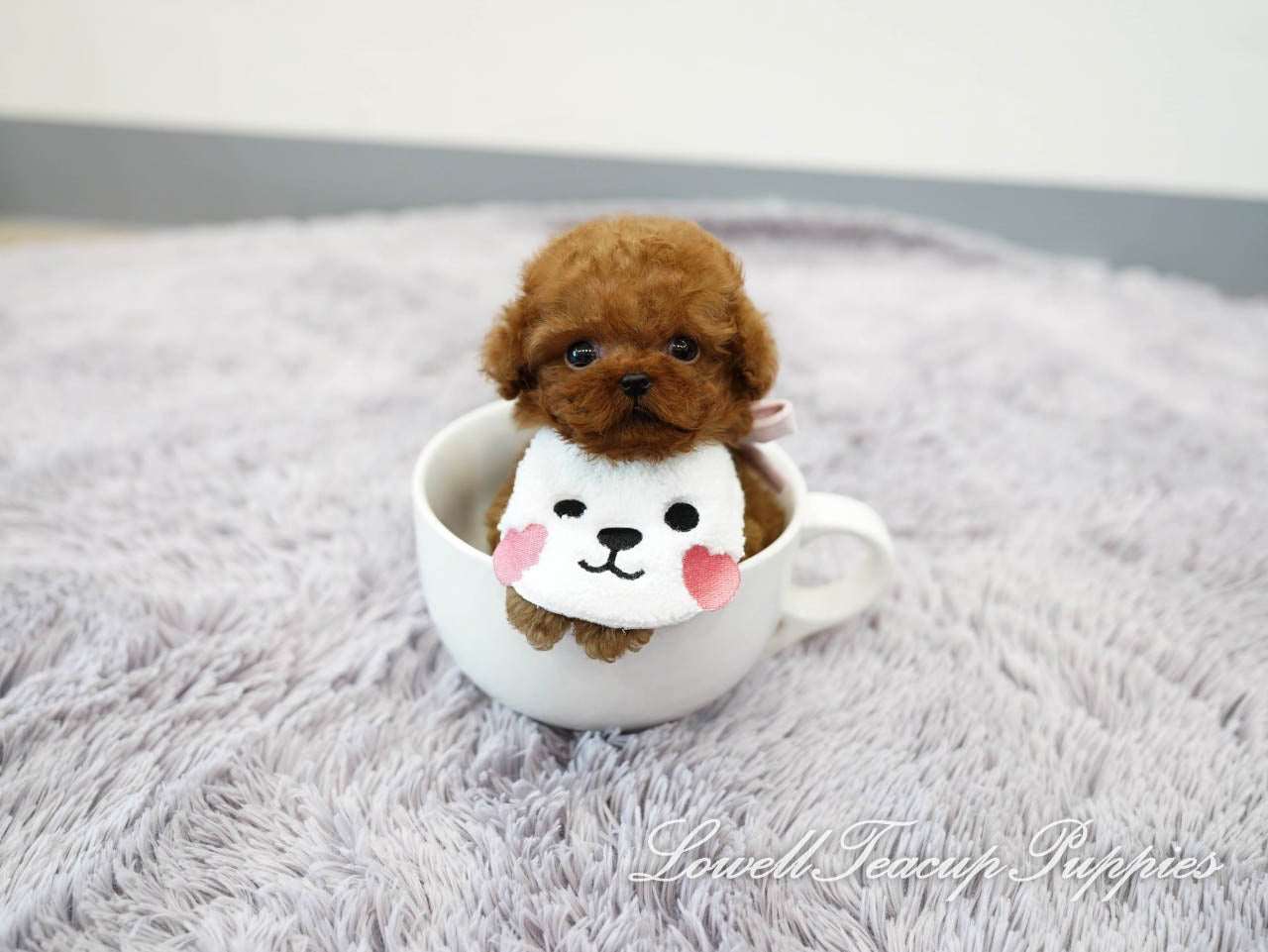 Teacup Poodle Male [Teddy] - Lowell Teacup Puppies inc