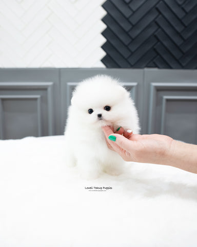 Teacup Pomeranian Male [Rocco]