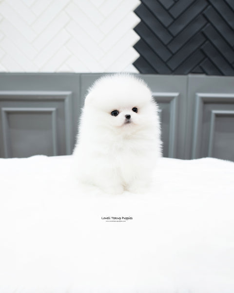 Teacup Pomeranian Male [Rocco]