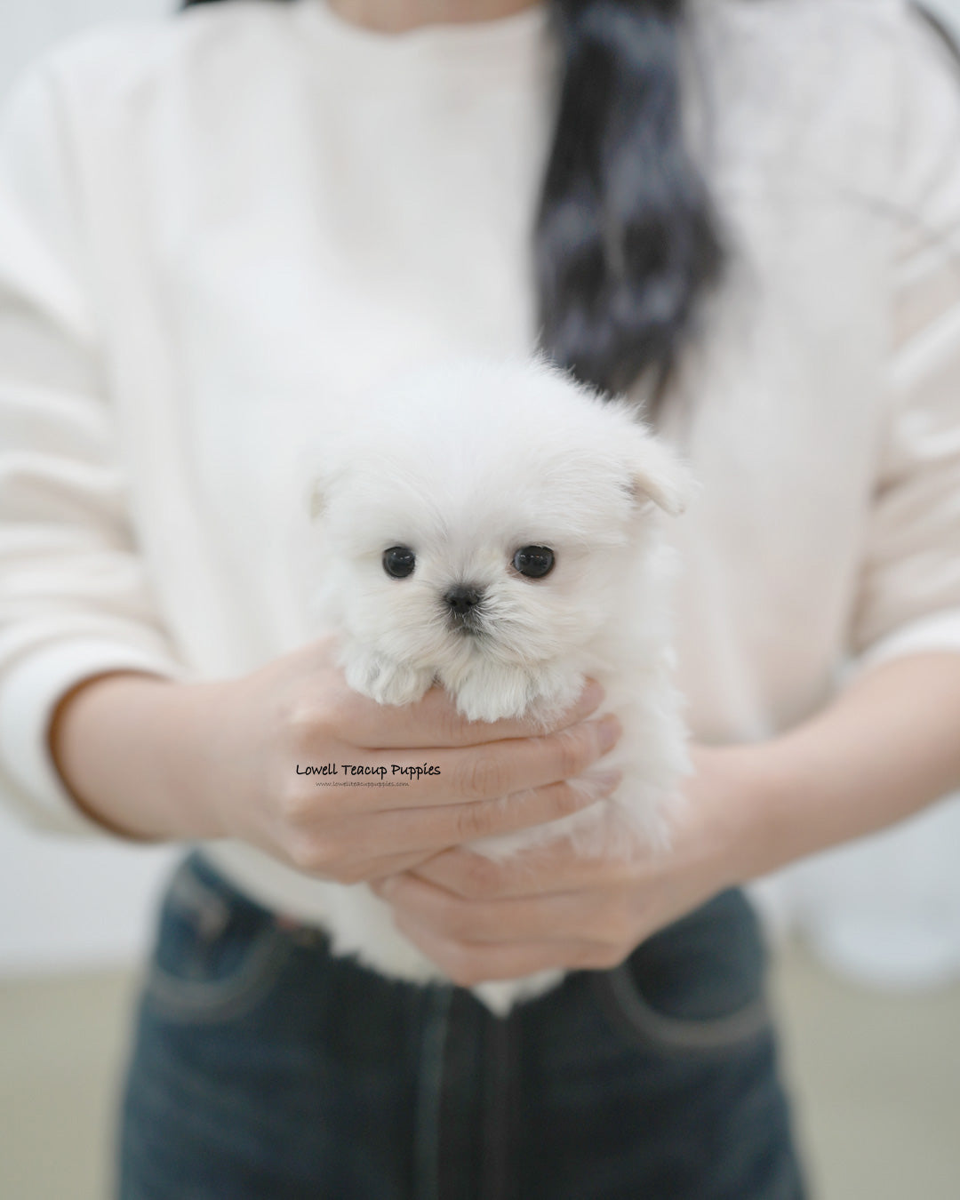 Teacup Maltese Male [Terry]