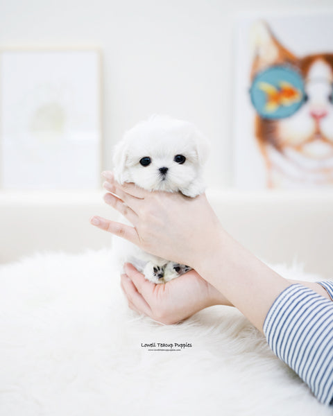 Teacup Maltese Female [Petit]