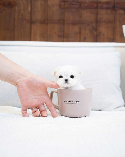 Teacup Maltese Female [Elena]