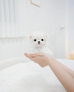 Teacup Maltese Female [Lily]