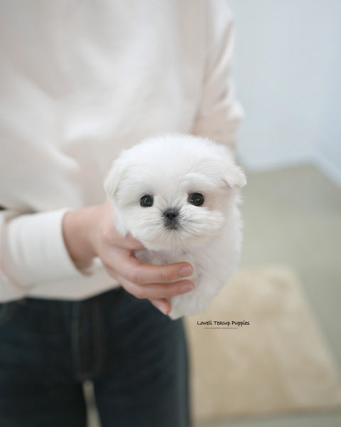 Teacup Maltese Male [Terry]