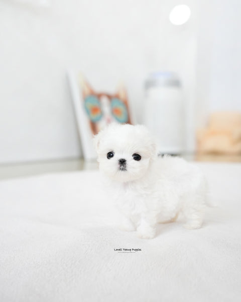 Teacup Maltese Female [Honey]