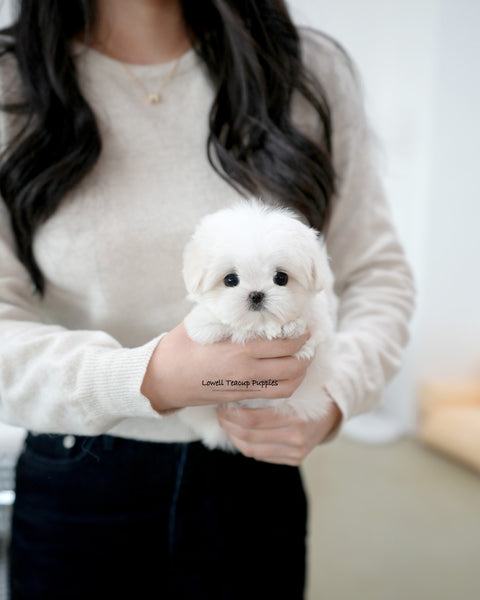 Teacup Maltese Female [Lia]