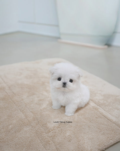 Teacup Maltese Male [Terry]