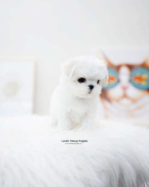 Teacup Maltese Female [Petit]