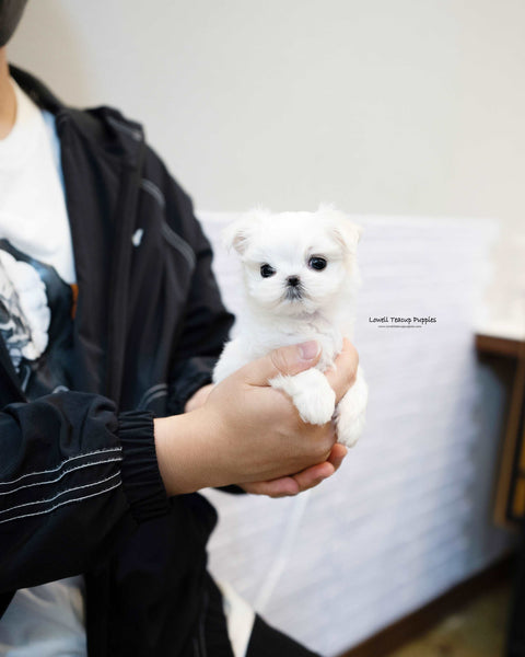 Teacup Maltese Female [Elena]