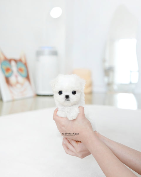 Teacup Maltese Female [Honey]