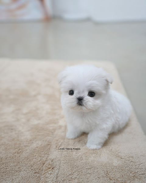 Teacup Maltese Male [Terry]