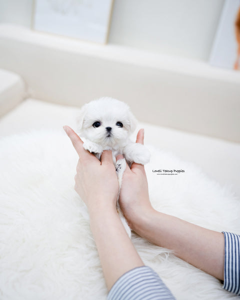 Teacup Maltese Female [Petit]