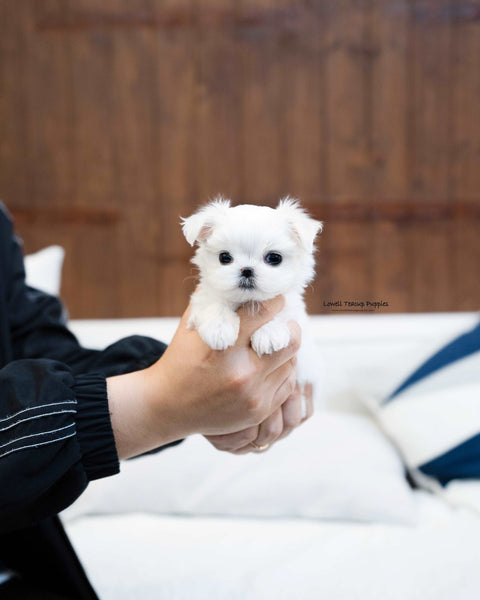 Teacup Maltese Female [Elena]