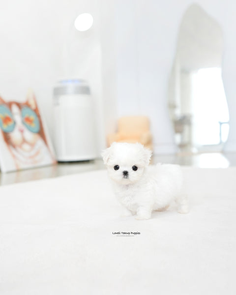 Teacup Maltese Female [Honey]