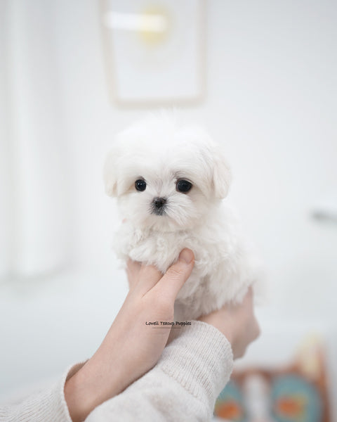 Teacup Maltese Female [Lia]