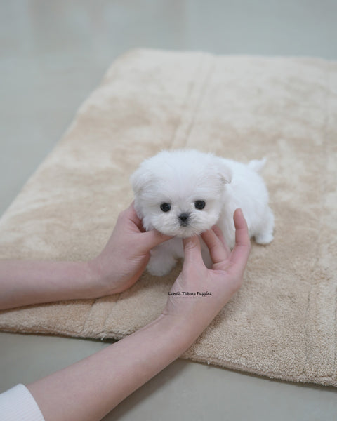 Teacup Maltese Male [Terry]