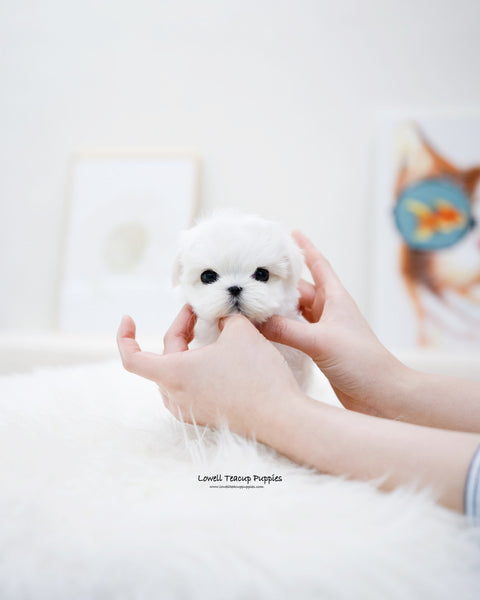 Teacup Maltese Female [Petit]