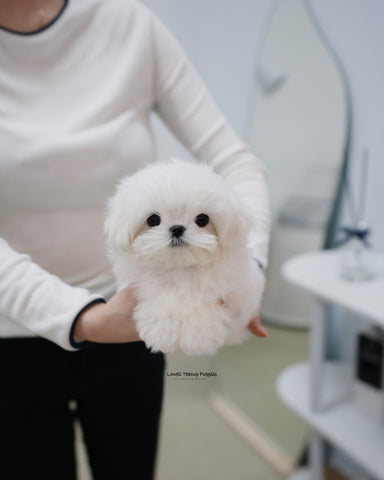 Teacup Maltese Male [Kio]