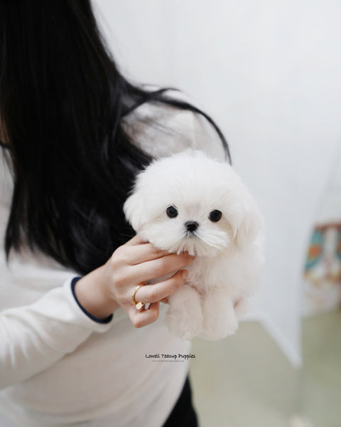 Teacup Maltese Male [Kio]