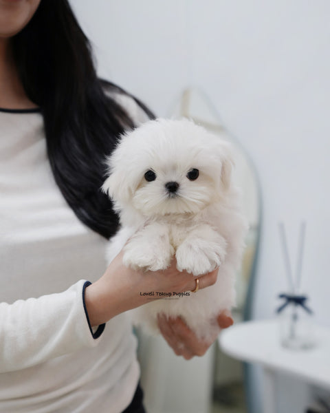 Teacup Maltese Male [Kio]