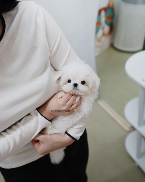 Teacup Maltese Male [Kio]