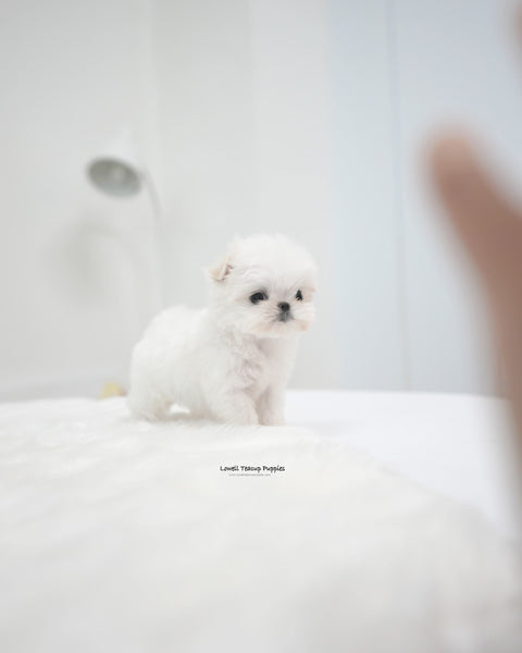 Teacup Maltese Female [Remi]