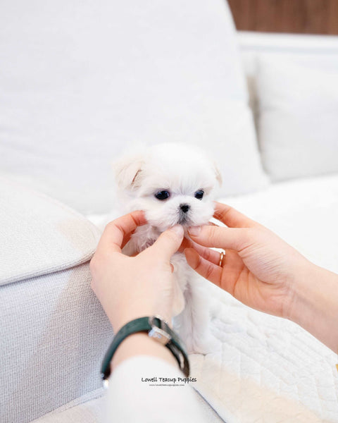 Teacup Maltese Female [Naomi] - Lowell Teacup Puppies inc