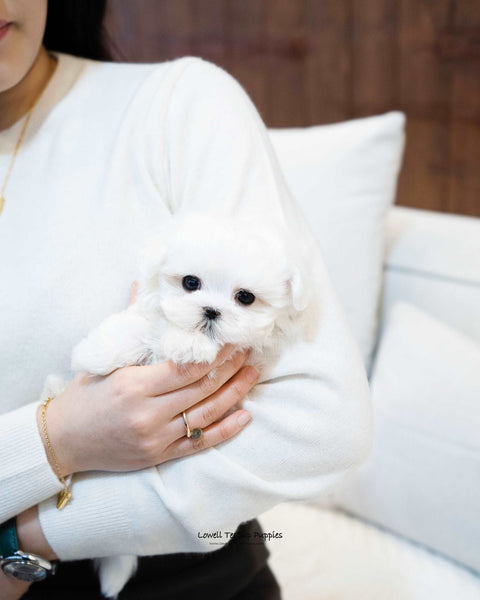 Teacup Maltese Male [Adam] - Lowell Teacup Puppies inc