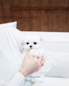 Teacup Maltese Male [Adam] - Lowell Teacup Puppies inc