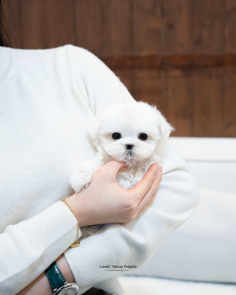 Teacup Maltese Male [Adam] - Lowell Teacup Puppies inc