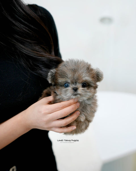 Teacup Maltipom Male [Denny]