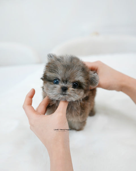 Teacup Maltipom Male [Denny]