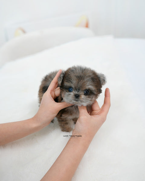 Teacup Maltipom Male [Denny]