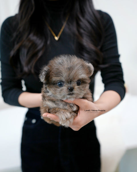 Teacup Maltipom Male [Denny]