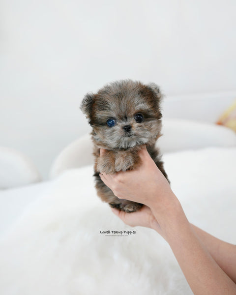 Teacup Maltipom Male [Denny]