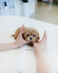 Teacup Maltipoo Female [Ann]