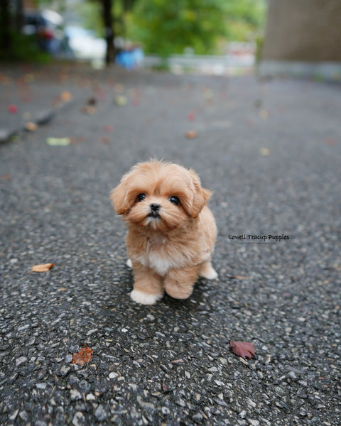 Teacup Maltipoo Female [Margo]