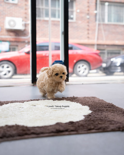 Teacup Maltipoo Female [Apple]