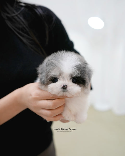 Teacup Maltipoo Male [Miso]