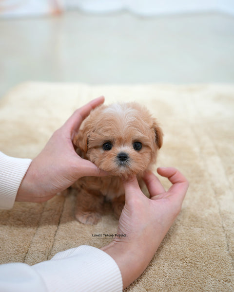 Teacup Maltipoo Female [Nori]