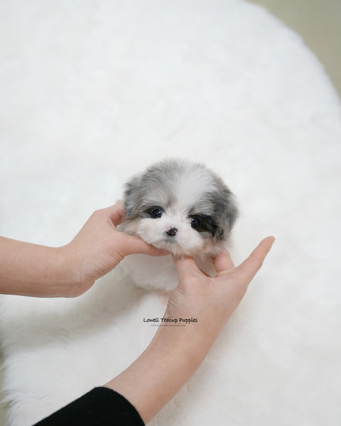 Teacup Maltipoo Male [Miso]
