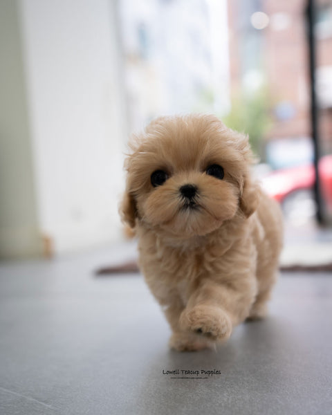 Teacup Maltipoo Female [Apple]