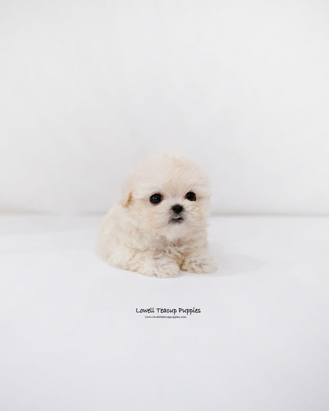 Teacup Maltipoo Female [Donna]